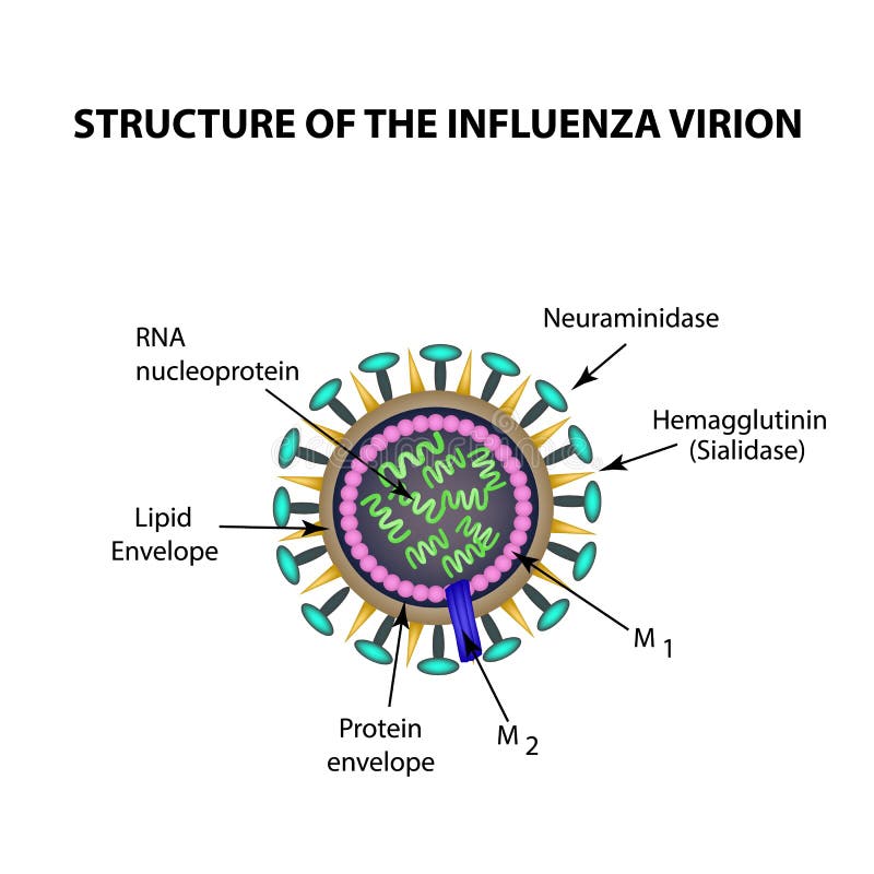 dbschema virus dbschema virus