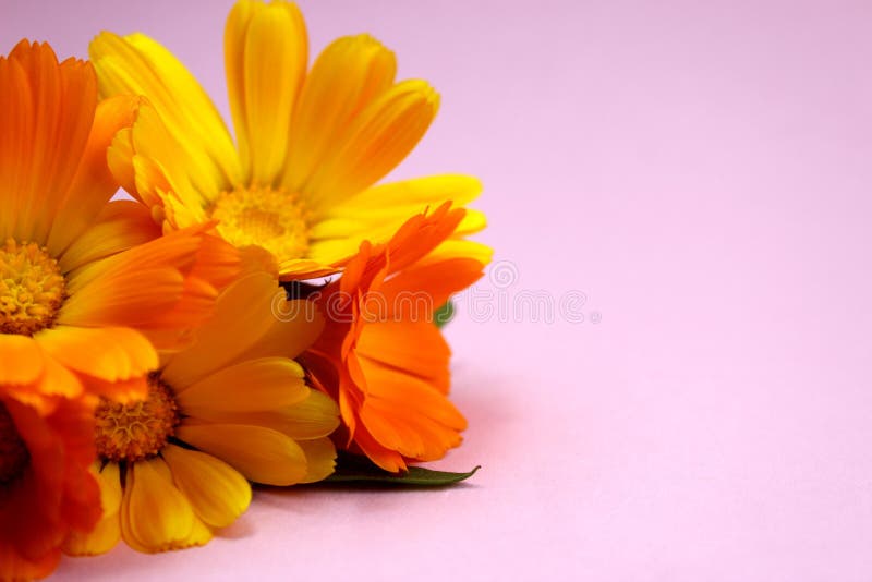 La struttura dei fiori della calendula dell'estate si trova su una superficie rosa immagine stock La struttura dei fiori della calendula dell'estate si trova su una superficie rosa immagine stock