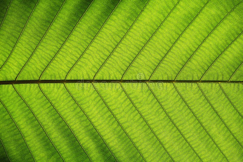 La struttura verde ricca della foglia vede attraverso la struttura della vena di simmetria, concetto naturale di struttura fotografie stock libere da diritti La struttura verde ricca della foglia vede attraverso la struttura della vena di simmetria, concetto naturale di struttura fotografie stock libere da diritti