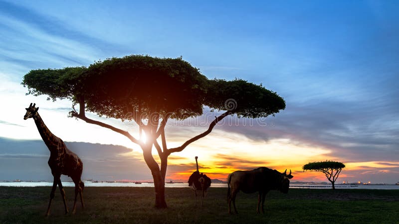 La Sudafrica della scena africana di safari di notte della siluetta con gli animali della fauna selvatica La Sudafrica della scena africana di safari di notte della siluetta con gli animali della fauna selvatica
