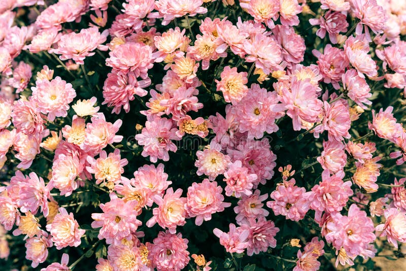 La Superficie Del Crisantemo Amaranto. Fondo De Pantalla. Color Rosa Foto  de archivo - Imagen de familia, floral: 231433786
