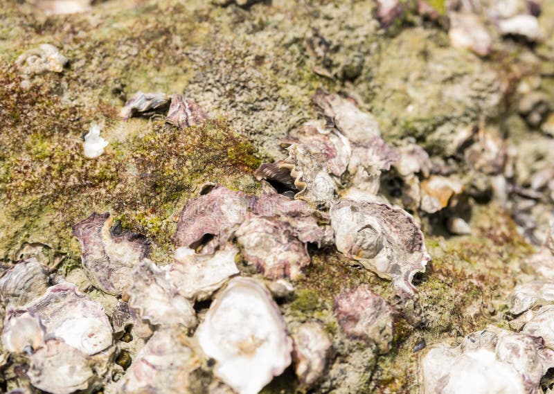 La superficie di pietra coperta di muschio verde del fango e le coperture aperte modellano il fondo naturale immagini stock La superficie di pietra coperta di muschio verde del fango e le coperture aperte modellano il fondo naturale immagini stock