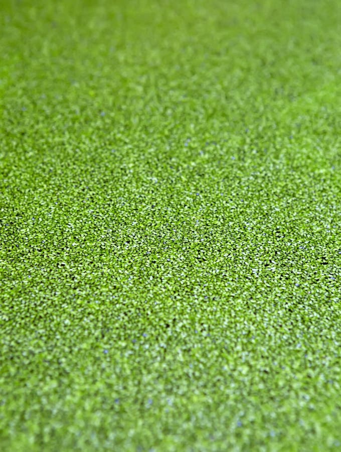 La superficie è coperta di lenticchia d'acqua verde immagine stock libera da diritti