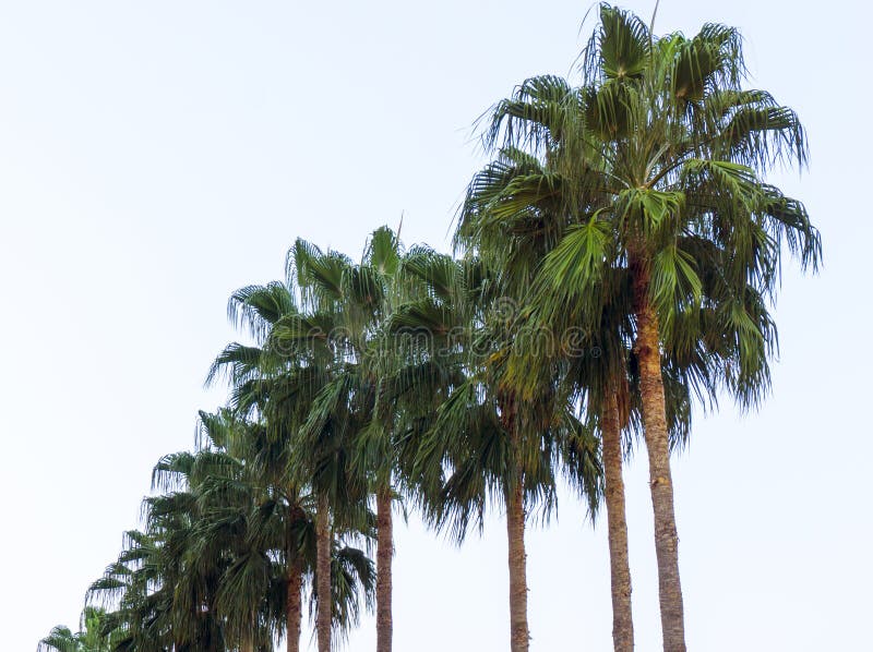La série de palmiers exotiques tropicaux dans le printemps d'été avec de longues branches et grand vert laisse dans un jour ensol photo stock La série de palmiers exotiques tropicaux dans le printemps d'été avec de longues branches et grand vert laisse dans un jour ensol photo stock