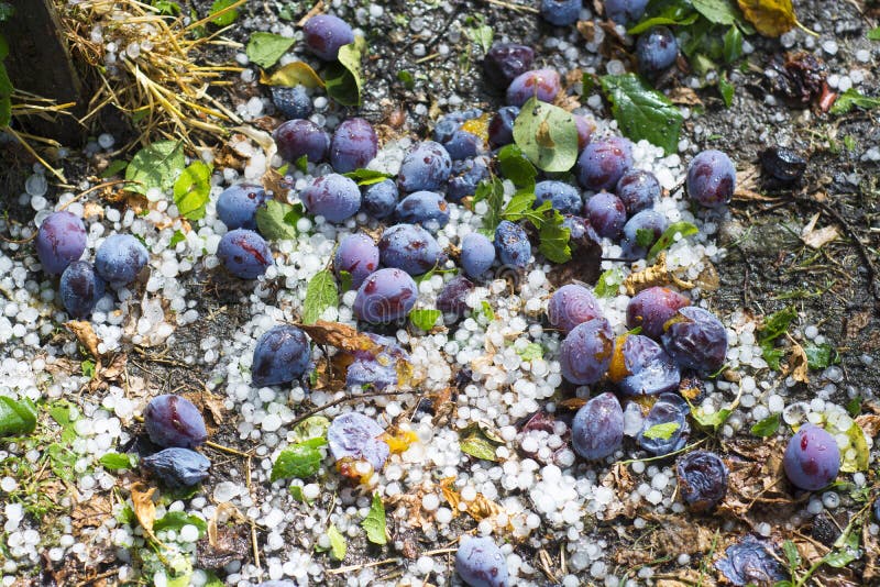 Plum fruits lie on the ground after a hail storm hailstorm. Plum fruits lie on the ground after a hail storm hailstorm