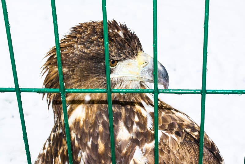 La testa dell'aquila dietro le barre di uno zoo fotografia stock libera da diritti La testa dell'aquila dietro le barre di uno zoo fotografia stock libera da diritti