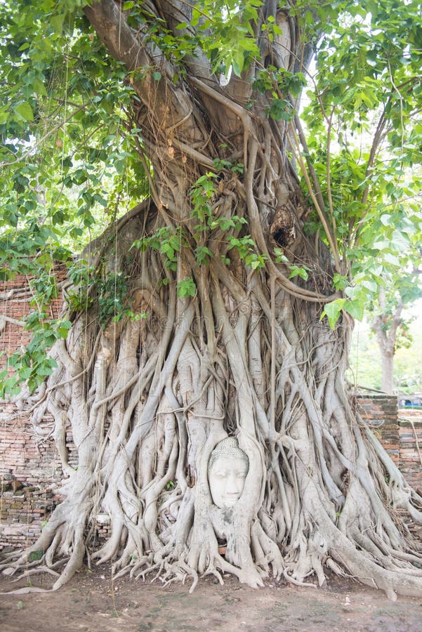 La testa della statua antica di Buddha in albero si pianta al tempio di Mahathat immagine stock libera da diritti La testa della statua antica di Buddha in albero si pianta al tempio di Mahathat immagine stock libera da diritti