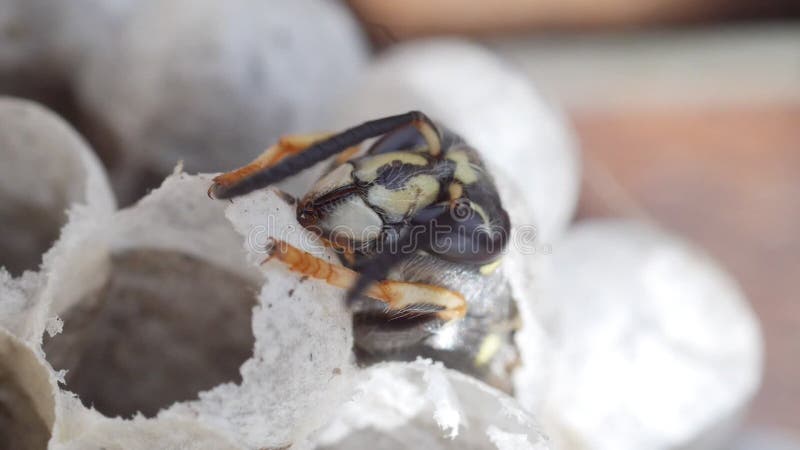 La testa e il torax di una vespa che emerge dall'vespe annidano