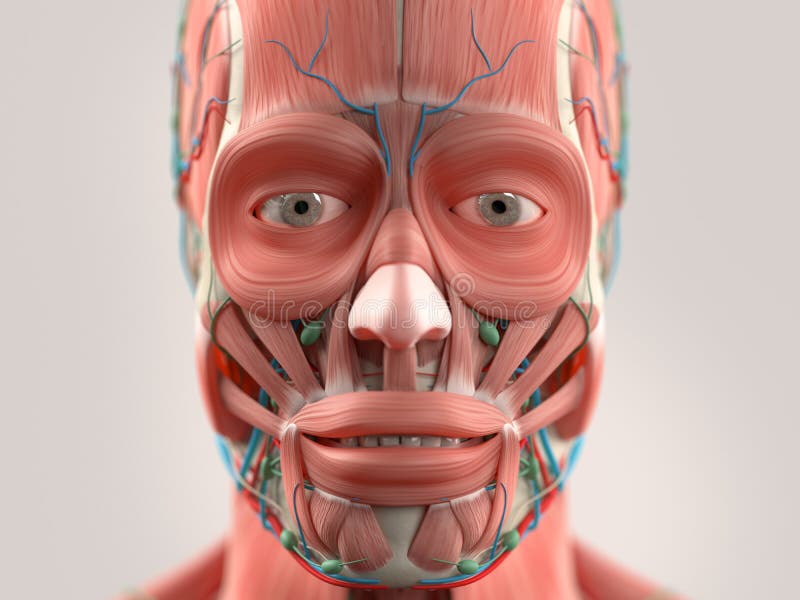 La testa umana di rappresentazione dell'anatomia, fronte, osserva fotografia stock La testa umana di rappresentazione dell'anatomia, fronte, osserva fotografia stock