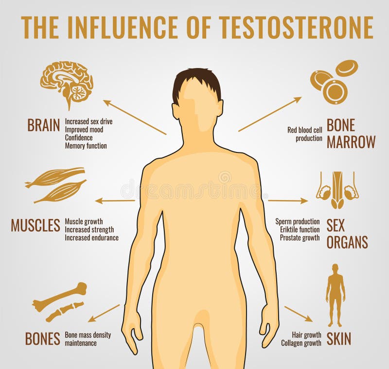 La testosterona efectúa Infographics
