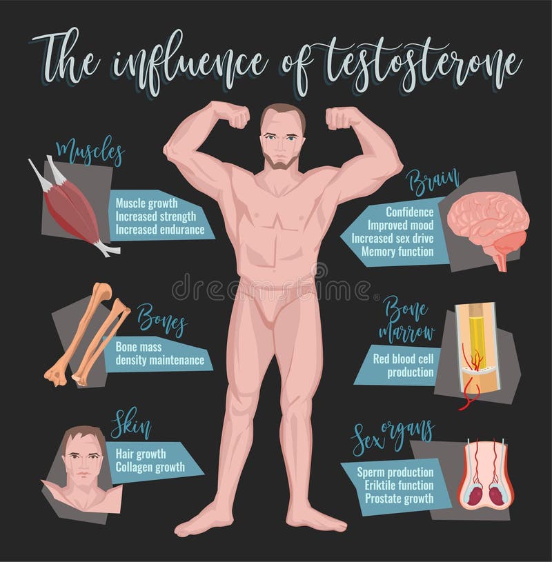 La testosterona efectúa Infographics