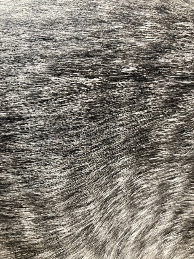 La texture de fond a barré la fin de laine de fourrure de chat vers le haut de noir et blanc photo stock La texture de fond a barré la fin de laine de fourrure de chat vers le haut de noir et blanc photo stock
