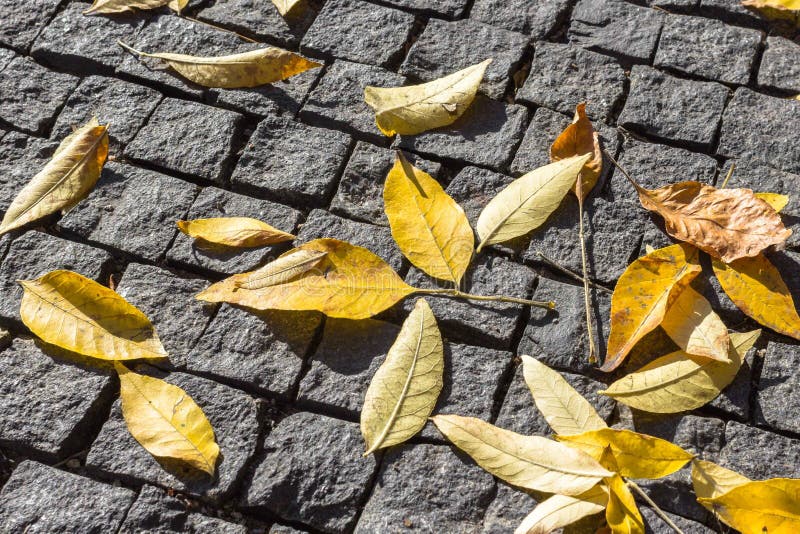 La texture des feuilles sur un fond d'automne photographie stock La texture des feuilles sur un fond d'automne photographie stock