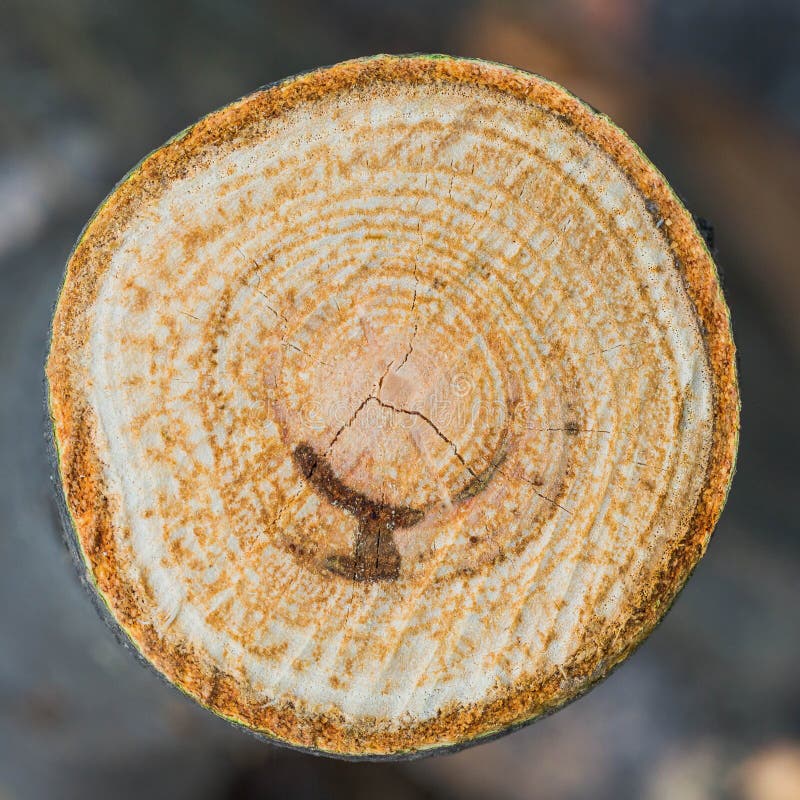 La texture du cercle en bois part Plan rapproché Macro photographie stock libre de droits La texture du cercle en bois part Plan rapproché Macro photographie stock libre de droits