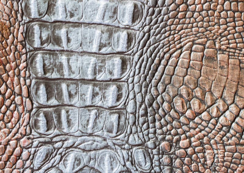 La texture du plan rapproché de cuir véritable, de relief sous la peau de squama un reptile brun clair, crocodile, tendent exotiq