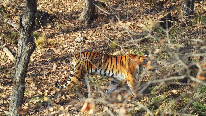 La tigre dell'Amur sta camminando intorno in autunno Primorsky Safari Park, Russia