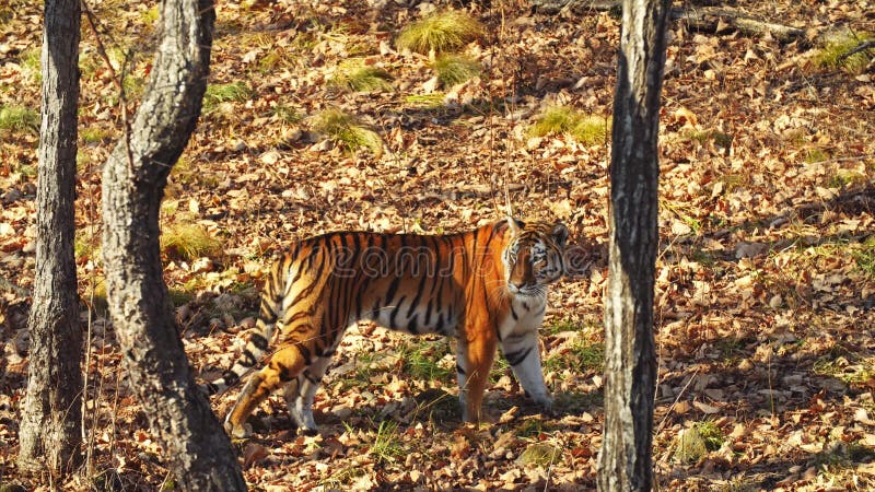 La tigre dell'Amur sta camminando intorno in autunno Primorsky Safari Park, Russia