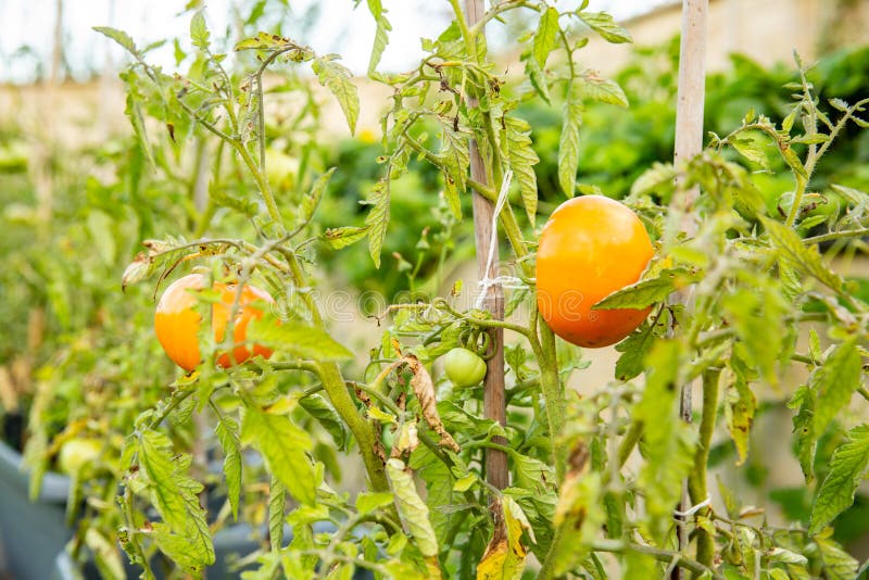 La tomate chantera sur une branche images stock La tomate chantera sur une branche images stock