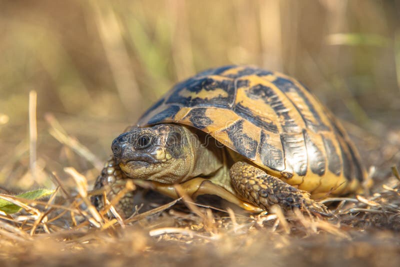 La tortue de Hermann (hermanni de Testudo) dans l'environnement herbeux Ital image stock La tortue de Hermann (hermanni de Testudo) dans l'environnement herbeux Ital image stock