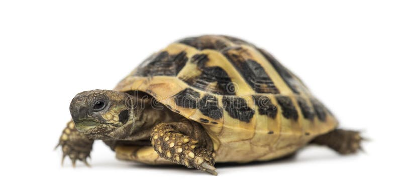 La tortuga de Hermann, aislada imagen de archivo libre de regalías La tortuga de Hermann, aislada imagen de archivo libre de regalías