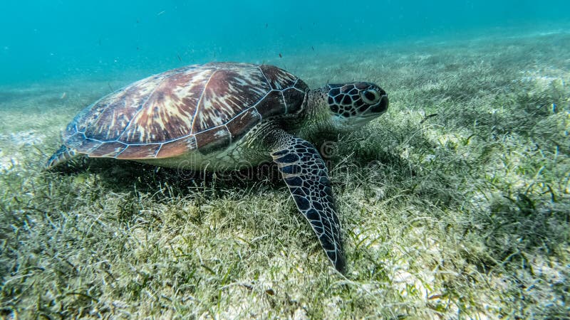 La tortuga de mar nada en la agua de mar, primer verde oliva de la tortuga de mar verde Fauna del arrecife de coral tropical, fot imagen de archivo La tortuga de mar nada en la agua de mar, primer verde oliva de la tortuga de mar verde Fauna del arrecife de coral tropical, fot imagen de archivo