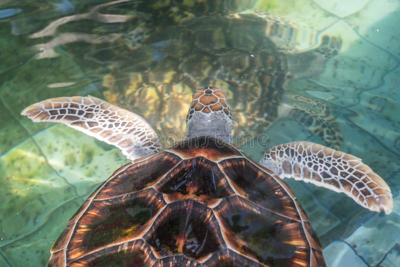 La tortuga de mar nada en la piscina del tratamiento para la protección foto de archivo La tortuga de mar nada en la piscina del tratamiento para la protección foto de archivo