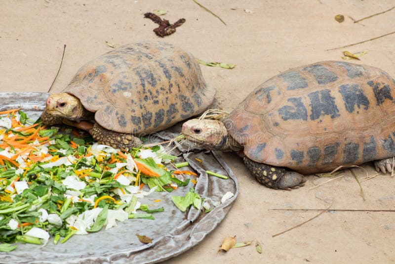 Big Seychelles turtle eat in zoo. Big Seychelles turtle eat in zoo