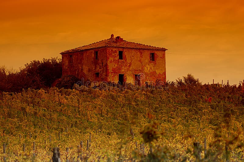 Vineyard in the evening in Tuscany. Vineyard in the evening in Tuscany