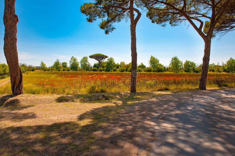 La Toscane - beau paysage, chemin avec l'ombre sous les pins, champs avec les pavots sauvages images libres de droits La Toscane - beau paysage, chemin avec l'ombre sous les pins, champs avec les pavots sauvages images libres de droits