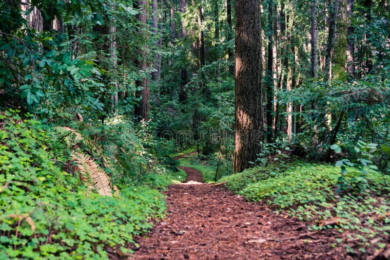 La traccia di escursione ha allineato con l'acetosa della sequoia attraverso le foreste di Henry Cowell State Park, le montagne d