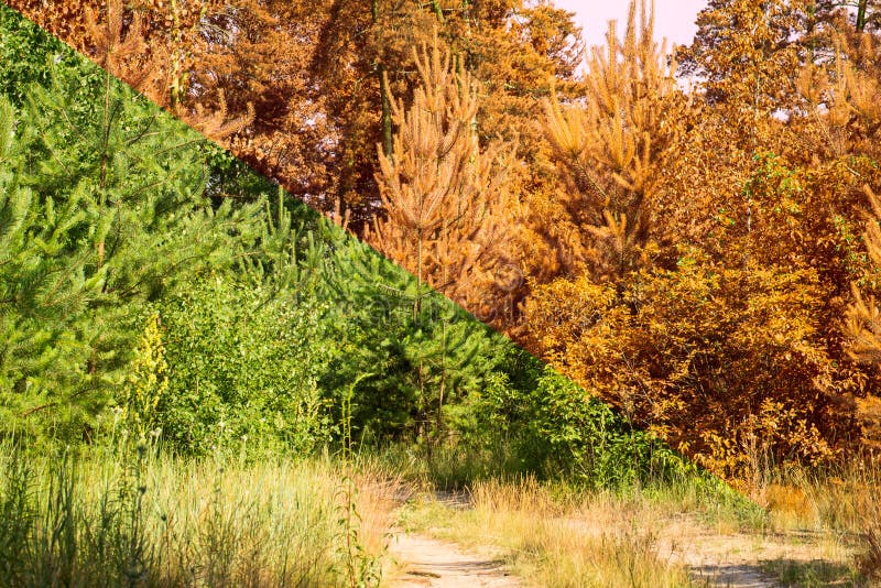 La transición de la estación de verano en las plantas verdes del otoño llega a ser anaranjada foto de archivo libre de regalías La transición de la estación de verano en las plantas verdes del otoño llega a ser anaranjada foto de archivo libre de regalías