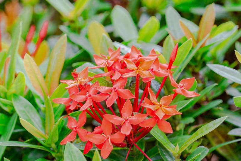 La transitoire rouge de fleurs fleurit la belle fleur dans le jardin photo libre de droits La transitoire rouge de fleurs fleurit la belle fleur dans le jardin photo libre de droits