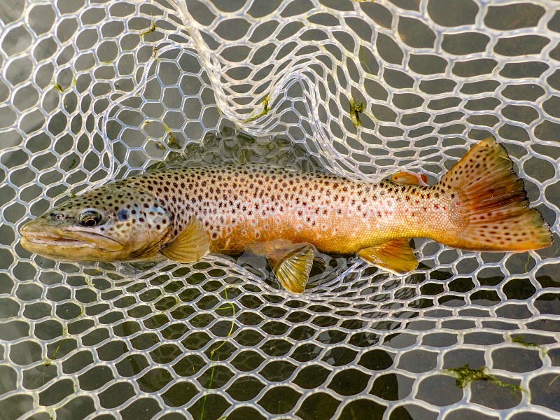 La trucha marrón salvaje cogió y lanzó en el río de Owyhee, Oregon imágenes de archivo libres de regalías La trucha marrón salvaje cogió y lanzó en el río de Owyhee, Oregon imágenes de archivo libres de regalías