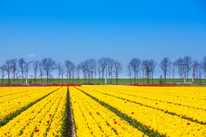 La tulipe jaune rame avec l'horizon et les arbres de ciel photo stock La tulipe jaune rame avec l'horizon et les arbres de ciel photo stock
