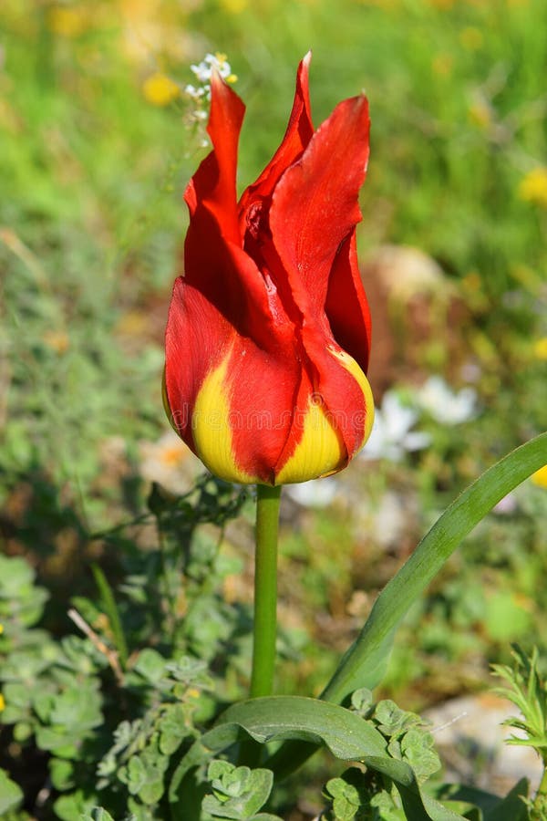 La tulipe sauvage aiment des flammes de feu photos libres de droits