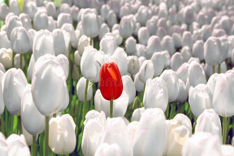 La tulipe seulement rouge dans un domaine de blanc, le concept est unique, spécial, rare
