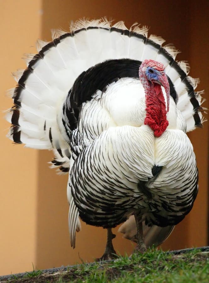 Turkey - popular domestic meat type of bird. Turkey - popular domestic meat type of bird