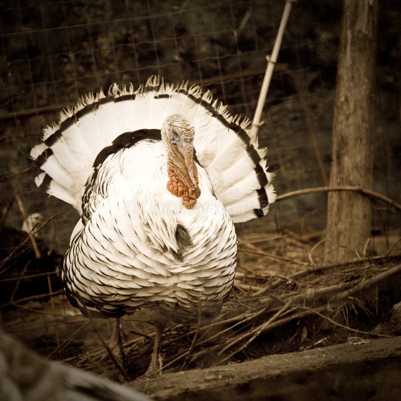 A turkey showing its fan-shaped tail. A turkey showing its fan-shaped tail