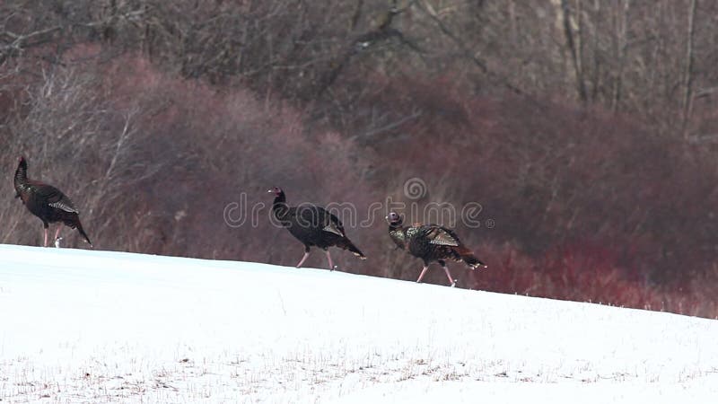 La Turchia selvaggia, gallopavo del Meleagris, moltitudine nel campo nevoso