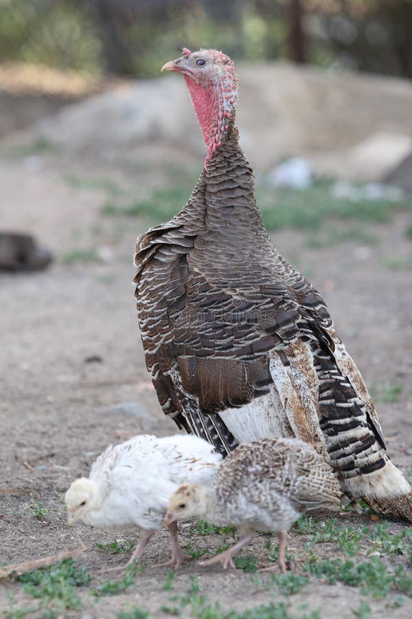 The turkey walks with kids. The turkey walks with kids