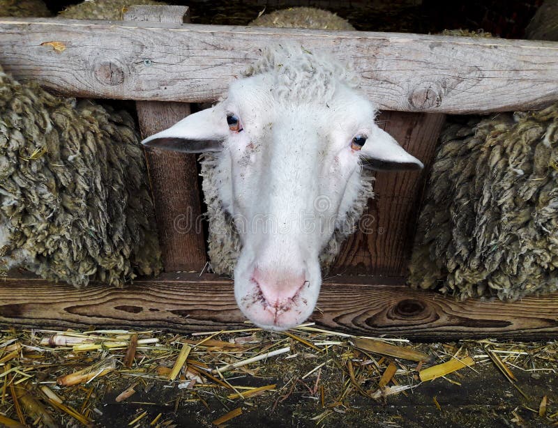 La tête des moutons images stock La tête des moutons images stock