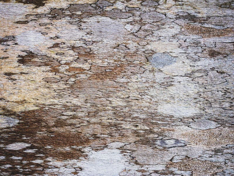 La vecchia struttura di legno del grano ci usa fondo o progettazione d'annata della sovrapposizione fotografia stock libera da diritti La vecchia struttura di legno del grano ci usa fondo o progettazione d'annata della sovrapposizione fotografia stock libera da diritti
