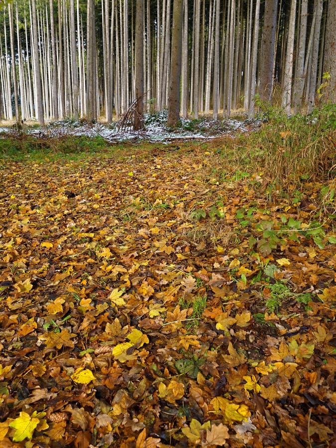 La vertiente se va mojado en piso del bosque en la caída fotografía de archivo La vertiente se va mojado en piso del bosque en la caída fotografía de archivo