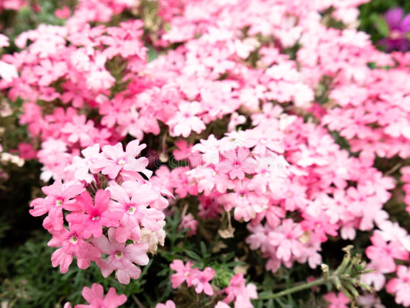 La Verveine Assez Rose Et Blanc Tapien Les Fleurs De Saumon Dans Un Jardin  Image stock - Image du fermer, lame: 191459925