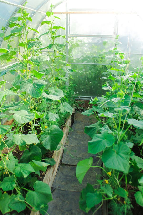 La vie de ferme, légumes grandissants en serre chaude comment cultiver des concombres jeunes plantes, plantant photographie stock La vie de ferme, légumes grandissants en serre chaude comment cultiver des concombres jeunes plantes, plantant photographie stock