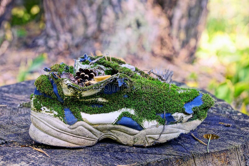 La vieille espadrille envahie avec de la mousse verte est sur un tronçon sec photo stock La vieille espadrille envahie avec de la mousse verte est sur un tronçon sec photo stock