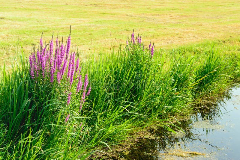 La Violette a Coloré Des Fleurs De Salicaire Pointue Sur Le Bord De Mer  Image stock - Image du vert, extérieur: 75050929