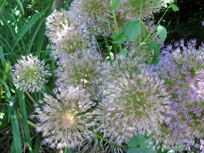 La violette miroite allium ou étoile des fleurs de Perse photographie stock La violette miroite allium ou étoile des fleurs de Perse photographie stock