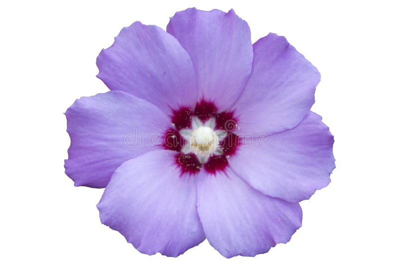 La Violette Pâle De Ketmia Syrien a Monté Fleur De Sharon De La “Hamabo  “d'isolement Sur Le Blanc Image stock - Image du pollen, lumineux: 151884587