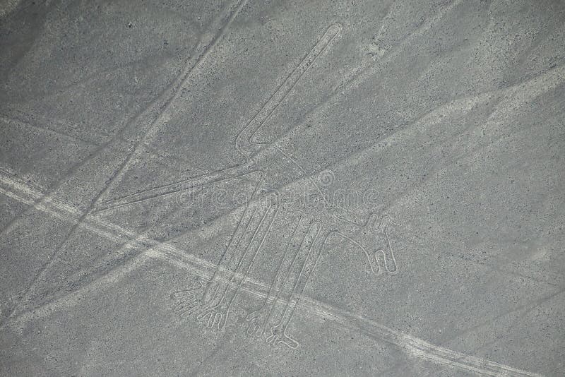 La vista aerea di Nazca allinea - insegua il geoglyph, Perù